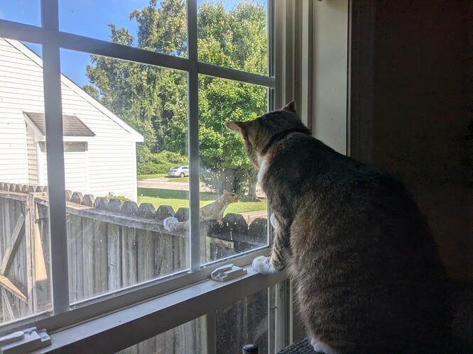 Bucky v Squirrel