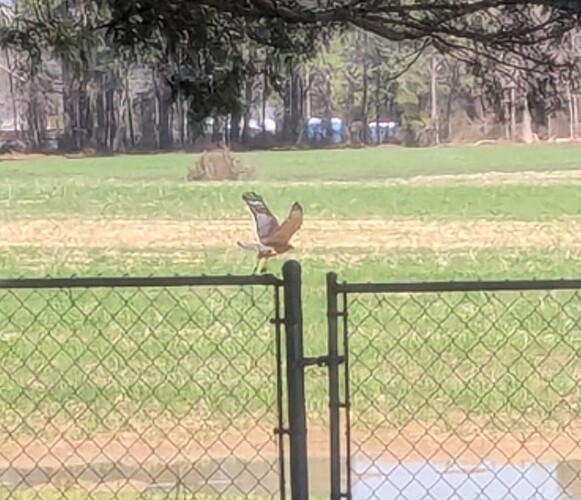 Hawk backyard 3-6-26