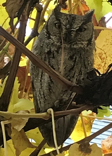 Owl - cropped