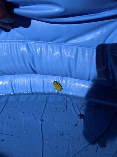 Tree frog in dog pool
