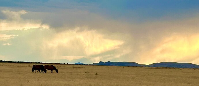 horsies in the west desert