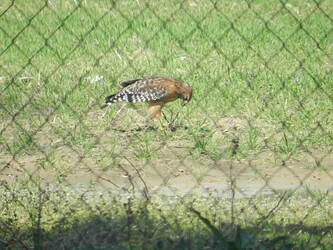 Hawk1