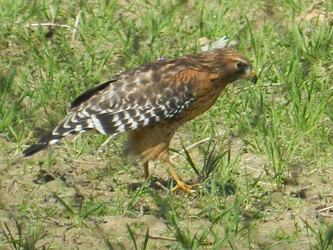 Hawk2